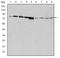 G Protein-Coupled Receptor Kinase 2 antibody, NBP2-37611, Novus Biologicals, Western Blot image 