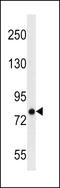 Rho guanine nucleotide exchange factor 4 antibody, LS-C159112, Lifespan Biosciences, Western Blot image 