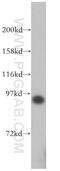 SRSF Protein Kinase 1 antibody, 14073-1-AP, Proteintech Group, Western Blot image 