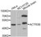 Actin Related Protein 3B antibody, LS-C409373, Lifespan Biosciences, Western Blot image 