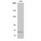 TATA-Box Binding Protein Associated Factor 5 Like antibody, LS-C386296, Lifespan Biosciences, Western Blot image 