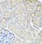 Myosin Light Chain Kinase antibody, FNab05493, FineTest, Immunohistochemistry frozen image 