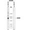 ADAM8 antibody, MAB10311, R&D Systems, Western Blot image 