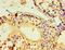 Acrosomal Vesicle Protein 1 antibody, LS-C375117, Lifespan Biosciences, Immunohistochemistry paraffin image 