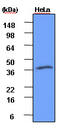 G Protein Pathway Suppressor 2 antibody, MBS200051, MyBioSource, Western Blot image 