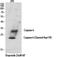 Caspase 6 antibody, STJ90007, St John