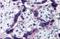 Tau Tubulin Kinase 2 antibody, A05821, Boster Biological Technology, Immunohistochemistry frozen image 
