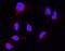 Dicer 1, Ribonuclease III antibody, RP1044, Boster Biological Technology, Immunofluorescence image 