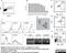 Lymphocyte antigen 75 antibody, MCA1651GA, Bio-Rad (formerly AbD Serotec) , Flow Cytometry image 