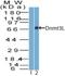 DNA Methyltransferase 3 Like antibody, NBP2-27099, Novus Biologicals, Western Blot image 