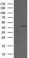 MEK1/2 antibody, TA505742, Origene, Western Blot image 