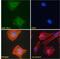 Cystatin C antibody, 46-986, ProSci, Western Blot image 