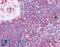 Leukocyte Specific Transcript 1 antibody, LS-B4503, Lifespan Biosciences, Immunohistochemistry frozen image 