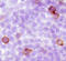 Scavenger Receptor Class A Member 5 antibody, MAB4754, R&D Systems, Immunohistochemistry frozen image 