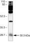 Gap Junction Protein Beta 4 antibody, 40-0900, Invitrogen Antibodies, Western Blot image 