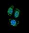 Interleukin 17B antibody, LS-C165176, Lifespan Biosciences, Immunofluorescence image 