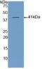 Natriuretic Peptide B antibody, abx102419, Abbexa, Enzyme Linked Immunosorbent Assay image 