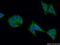 Fibroblast Growth Factor Receptor 4 antibody, 11098-1-AP, Proteintech Group, Immunofluorescence image 
