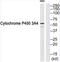Cytochrome P450 Family 3 Subfamily A Member 4 antibody, TA313730, Origene, Western Blot image 
