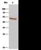 PTGES3L-AARSD1 Readthrough antibody, 14280-T52, Sino Biological, Immunoprecipitation image 