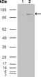 ABL Proto-Oncogene 2, Non-Receptor Tyrosine Kinase antibody, GTX82788, GeneTex, Western Blot image 