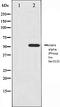 Hepatocyte Nuclear Factor 4 Alpha antibody, orb5454, Biorbyt, Western Blot image 