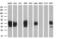 Deoxynucleotidyltransferase Terminal Interacting Protein 1 antibody, M09745, Boster Biological Technology, Western Blot image 