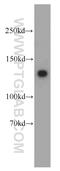 Myosin light chain kinase, smooth muscle antibody, 21642-1-AP, Proteintech Group, Western Blot image 