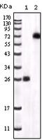 Bruton Tyrosine Kinase antibody, 32-123, ProSci, Enzyme Linked Immunosorbent Assay image 