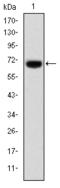 Forkhead Box P2 antibody, STJ98087, St John