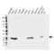 Glutathione S-Transferase Mu 3 antibody, VMA00551, Bio-Rad (formerly AbD Serotec) , Western Blot image 