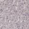 Pleckstrin Homology And RhoGEF Domain Containing G3 antibody, NBP2-68967, Novus Biologicals, Immunohistochemistry paraffin image 