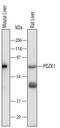 PDZ Domain Containing 1 antibody, AF5780, R&D Systems, Western Blot image 