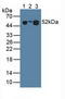 Leucine Rich Alpha-2-Glycoprotein 1 antibody, LS-C663690, Lifespan Biosciences, Western Blot image 