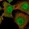 Tescalcin antibody, HPA053200, Atlas Antibodies, Immunofluorescence image 