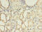 Bone Morphogenetic Protein Receptor Type 1A antibody, CSB-PA002748LA01HU, Cusabio, Immunohistochemistry frozen image 