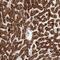 Solute Carrier Family 25 Member 20 antibody, PA5-56276, Invitrogen Antibodies, Immunohistochemistry frozen image 