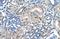 FKBP Prolyl Isomerase 6 antibody, A06977, Boster Biological Technology, Immunohistochemistry frozen image 