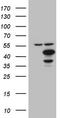 Indoleamine 2,3-dioxygenase 2 antibody, CF806618, Origene, Western Blot image 