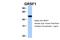 G-Rich RNA Sequence Binding Factor 1 antibody, 29-280, ProSci, Enzyme Linked Immunosorbent Assay image 