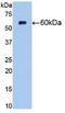 5'-Nucleotidase Ecto antibody, abx131794, Abbexa, Western Blot image 