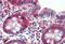 Aldehyde Dehydrogenase 1 Family Member A1 antibody, MBS245816, MyBioSource, Immunohistochemistry paraffin image 