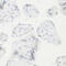 cAMP-responsive element modulator antibody, 19-762, ProSci, Immunohistochemistry frozen image 