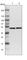 Hydroxyacyl-CoA Dehydrogenase Trifunctional Multienzyme Complex Subunit Beta antibody, HPA037539, Atlas Antibodies, Western Blot image 