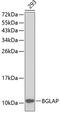 BGP antibody, 15-972, ProSci, Western Blot image 