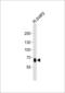 PR domain zinc finger protein 13 antibody, LS-B13785, Lifespan Biosciences, Western Blot image 