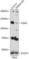 Lysine Demethylase 1A antibody, GTX54328, GeneTex, Western Blot image 