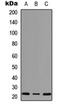 Mitochondrial Ribosomal Protein S18A antibody, orb256692, Biorbyt, Western Blot image 