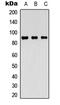 Microtubule Affinity Regulating Kinase 2 antibody, LS-C368416, Lifespan Biosciences, Western Blot image 