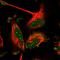 BORA Aurora Kinase A Activator antibody, HPA040866, Atlas Antibodies, Immunofluorescence image 